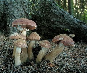 Klikni pro velký obrázek