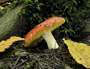 Klikni pro velký obrázek