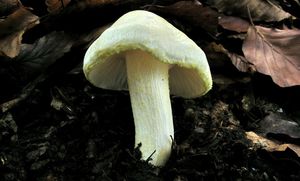 Klikni pro velký obrázek