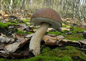 Klikni pro velký obrázek