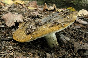 Klikni pro velký obrázek