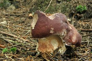 Klikni pro velký obrázek