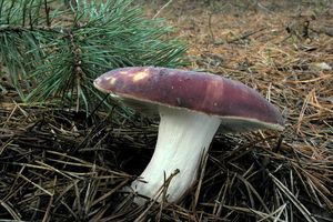 Klikni pro velký obrázek