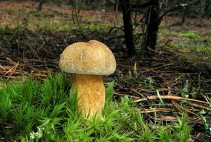 Klikni pro velký obrázek