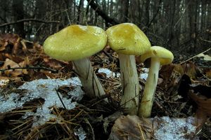 Klikni pro velký obrázek