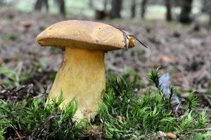 Klikni pro velký obrázek