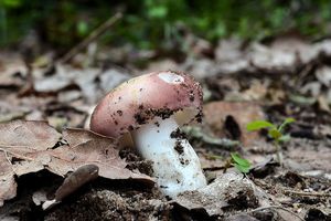 Klikni pro velký obrázek