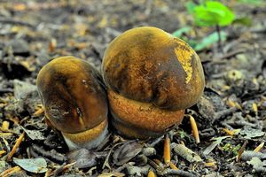 Klikni pro velký obrázek