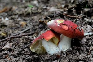 Klikni pro velký obrázek