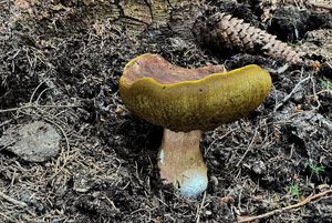 Klikni pro velký obrázek