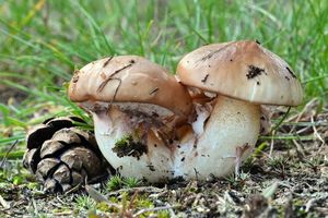 Klikni pro velký obrázek