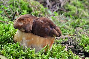 Klikni pro velký obrázek