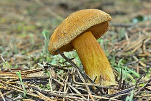 Klikni pro velký obrázek