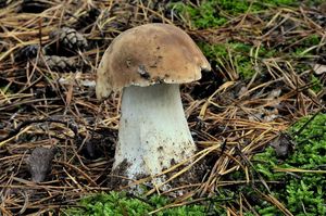 Klikni pro velký obrázek