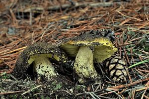 Klikni pro velký obrázek