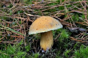 Klikni pro velký obrázek