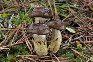 Klikni pro velký obrázek