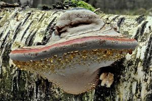 Klikni pro velký obrázek