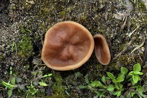 Klikni pro velký obrázek