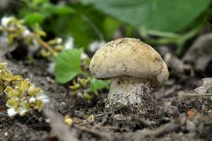 Klikni pro velký obrázek