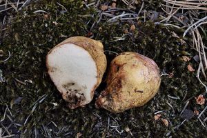 Klikni pro velký obrázek