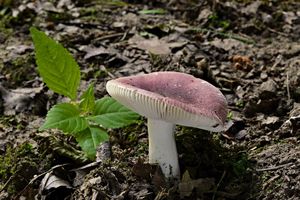 Klikni pro velký obrázek