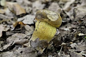 Klikni pro velký obrázek