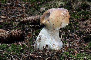 Klikni pro velký obrázek