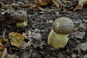 Klikni pro velký obrázek