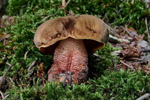 Klikni pro velký obrázek