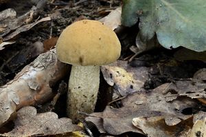 Klikni pro velký obrázek