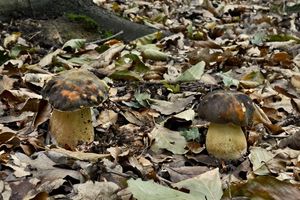 Klikni pro velký obrázek