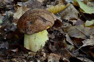 Klikni pro velký obrázek