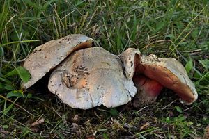 Klikni pro velký obrázek