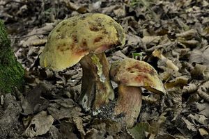 Klikni pro velký obrázek