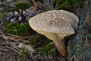 Klikni pro velký obrázek