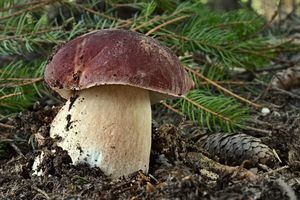 Klikni pro velký obrázek