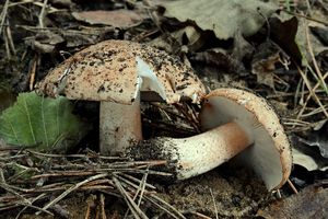 Klikni pro velký obrázek