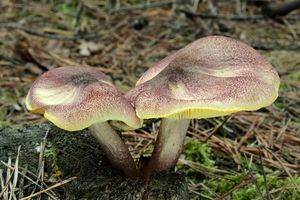 Klikni pro velký obrázek