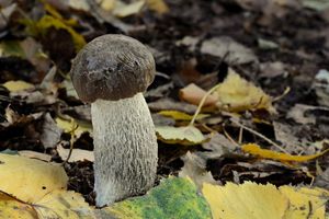 Klikni pro velký obrázek