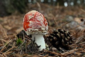 Klikni pro velký obrázek