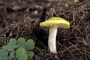 Klikni pro velký obrázek