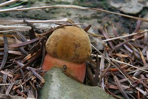 Klikni pro velký obrázek