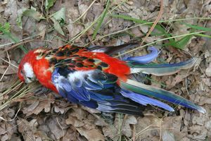 Klikni pro velký obrázek