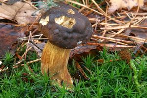 Klikni pro velký obrázek