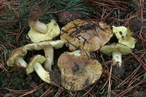 Klikni pro velký obrázek