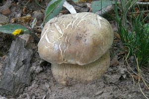 Klikni pro velký obrázek