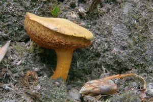 Klikni pro velký obrázek