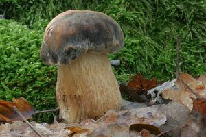 Klikni pro velký obrázek