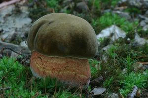 Klikni pro velký obrázek